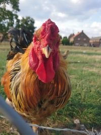 Close-up of rooster on land