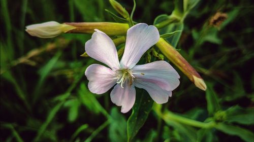 Close-up of flower blooming outdoors