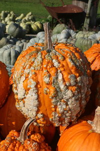 Close-up of pumpkin for sale in market