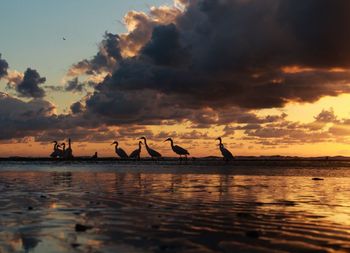 Silhouette birds standing in sea against cloudy sky during sunset