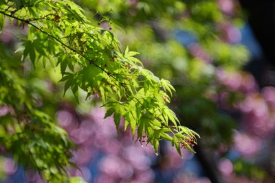 Close-up of leaves on tree