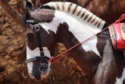 Close-up of horse on field