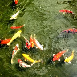 Ducks swimming in pond