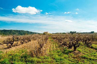 Scenic view of the field in brafim against sky