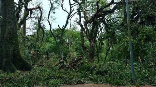 Trees in forest