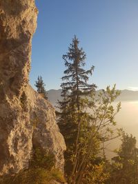 Trees growing on rock against sky