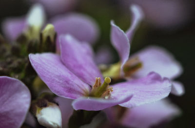 Close-up of pink crocus flower