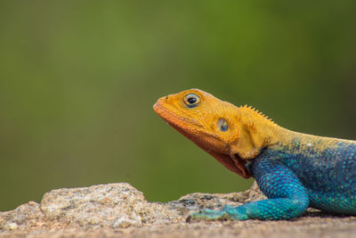 Close-up of lizard