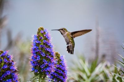 Close-up of hummingbird flying by flower