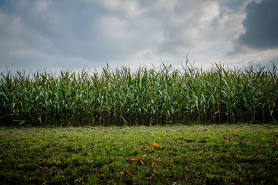 Crops growing on field against sky