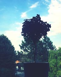 Close-up of flower tree against sky