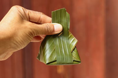 Close-up of hand holding green leaves