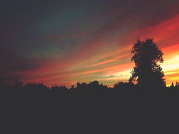 Silhouette of trees at sunset