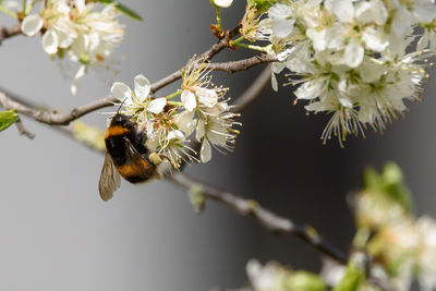 Close-up of bee pollinating flower