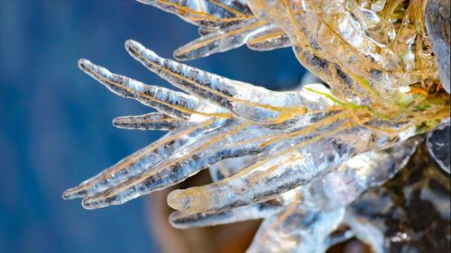 Close-up of frozen plant