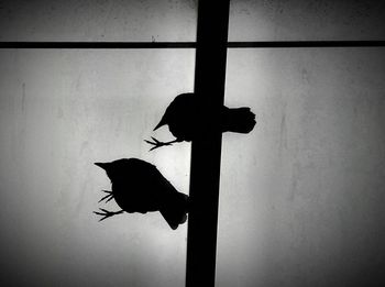 silhouette