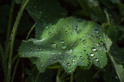 Close-up of water drops on leaves