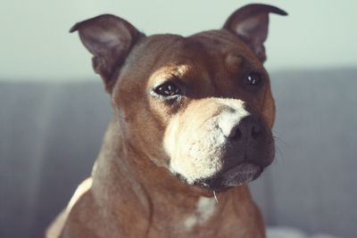 Close-up portrait of dog