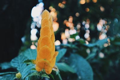 Close-up of yellow flowers blooming outdoors