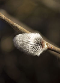 Close-up of white flower on twig