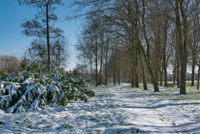 Trees on snow covered field against sky