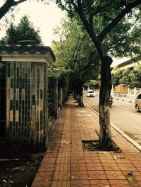 Narrow street along trees