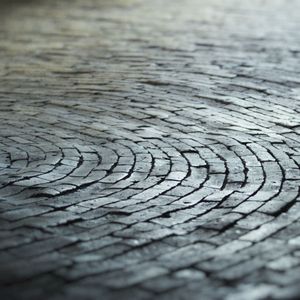 Close-up of tree trunk