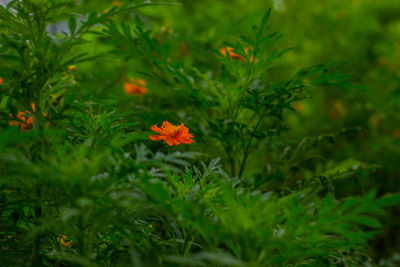 Close-up of orange flowering plants