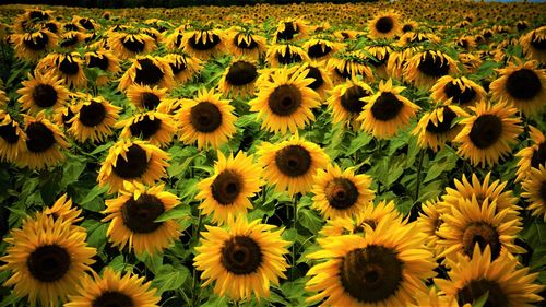 High angle view of sunflowers on field