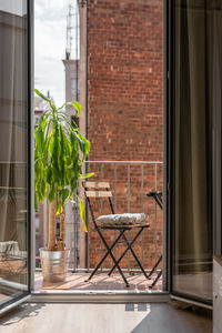 Potted plant on window