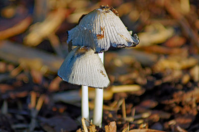 Close-up of mushroom growing on field
