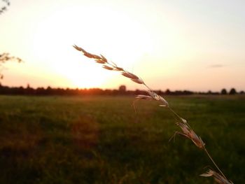 Close-up of wheat growing on field against sky during sunset