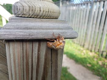 Close-up of an insect on wood