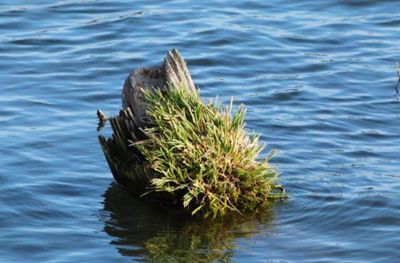 High angle view of turtle swimming in lake