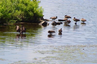 Ducks swimming in lake