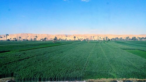 Scenic view of agricultural field against clear sky