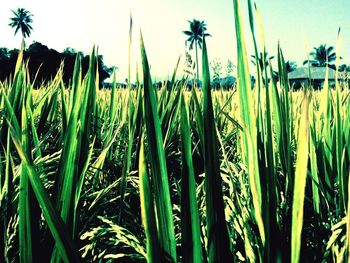 Plants growing on field