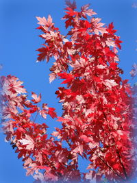 Low angle view of tree branch against sky