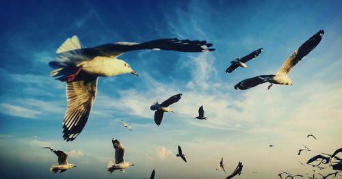 Low angle view of birds flying in sky