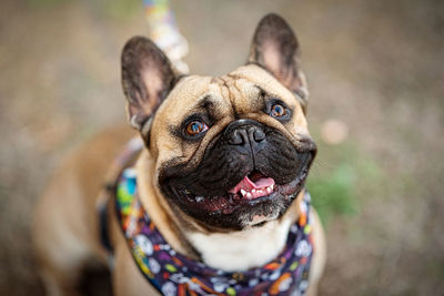 A beautiful french bulldog smiling at me