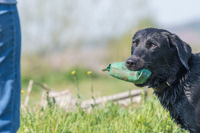 Portrait of a wet black labrador with a training dummy in its mouth
