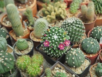 High angle view of succulent plants