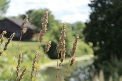 Close-up of plant growing on field