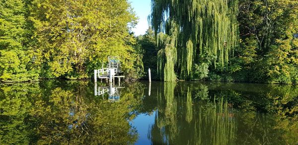 Scenic view of lake in forest