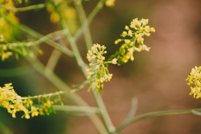 Close-up of flowering plant