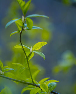 Fresh, green leaves of a bird cherry tree during spring.