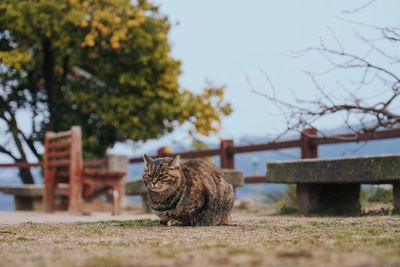 Cat sitting in a field