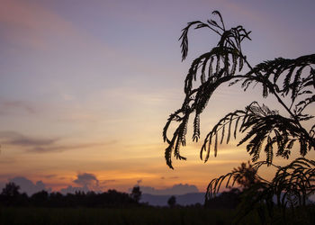 Low angle view of silhouette plant against sky at sunset