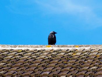 Low angle view of bird perching on retaining wall against clear sky