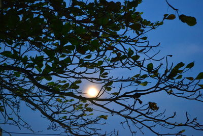 Low angle view of tree against sky
